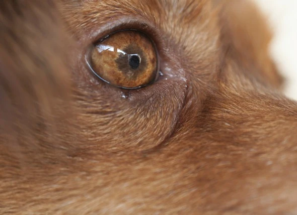 Déplacement des yeux chez les chiens