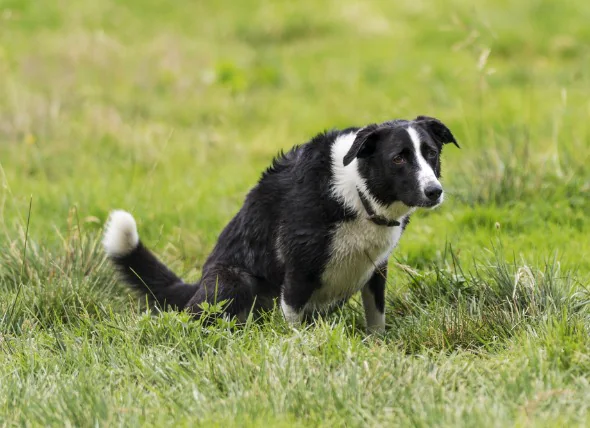 Déplacement postérieur de la vessie chez le chien