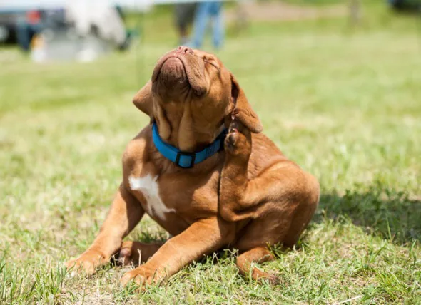 Dermatite atopique chez le chien : causes, symptômes et traitements