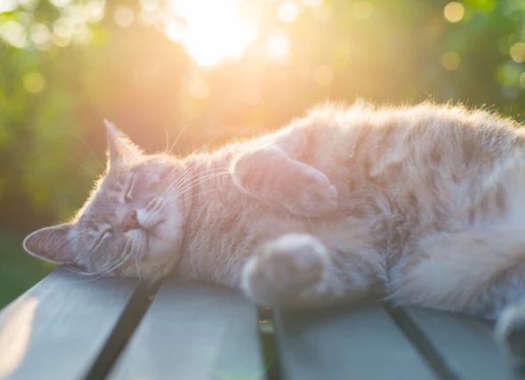 Dermatite solaire chez le chat : Comment prévenir les coups de soleil chez le chat