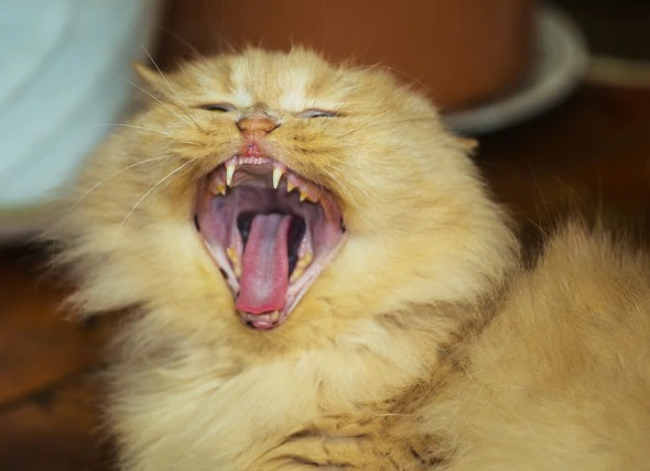 Désalignement des dents chez le chat