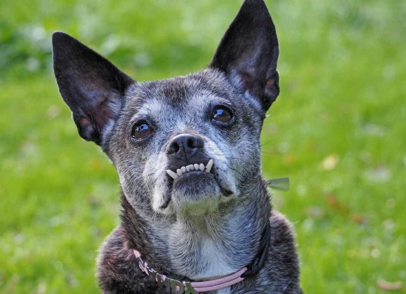 Désalignement des dents chez le chien