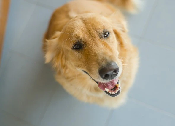 Déséquilibre chimique de l’urine chez le chien