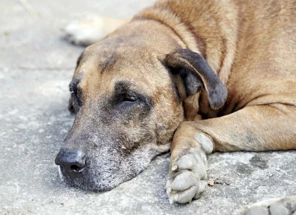 Diabète avec corps cétoniques chez le chien