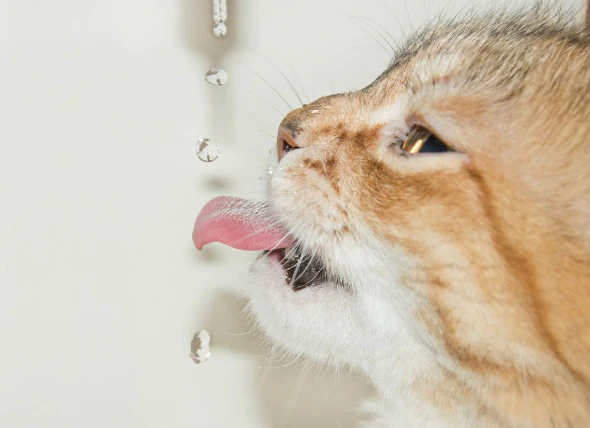 Diabète avec corps cétoniques chez les chats