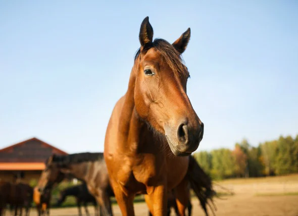 Diarrhée chez le cheval