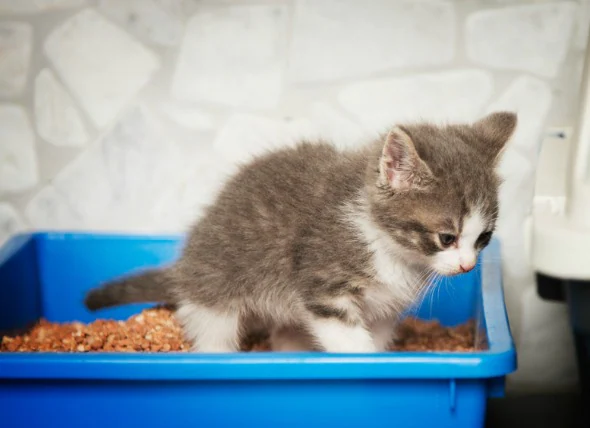 Diarrhée parasitaire (giardiase) chez le chat