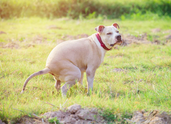 Diarrhée parasitaire (giardiase) chez le chien