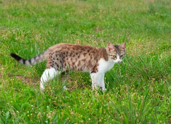 Diarrhée (répondant aux antibiotiques) chez les chats