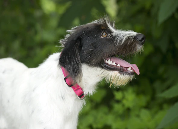 Difficultés respiratoires chez le chien