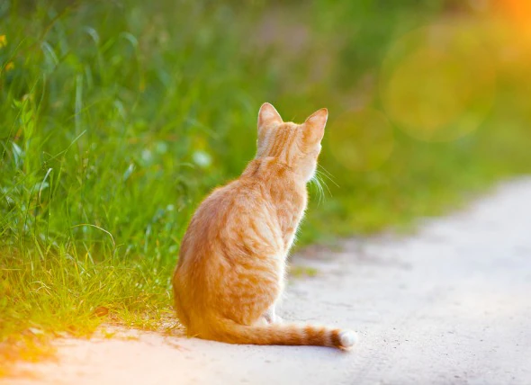 Douleur au cou et au dos chez les chats