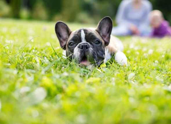 Du mucus dans les crottes de chien : Causes et traitement