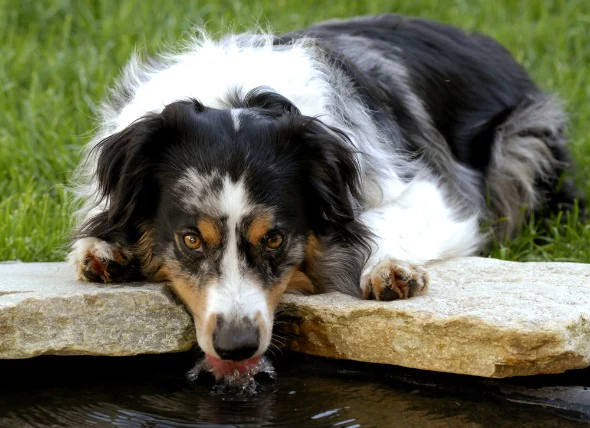 E. Coli chez le chien