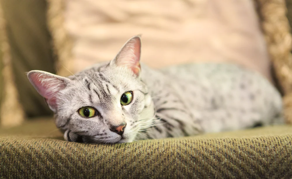 E. Coli chez les chats