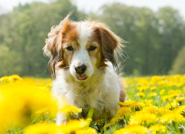 Effets secondaires des médicaments contre l’anxiété chez le chien