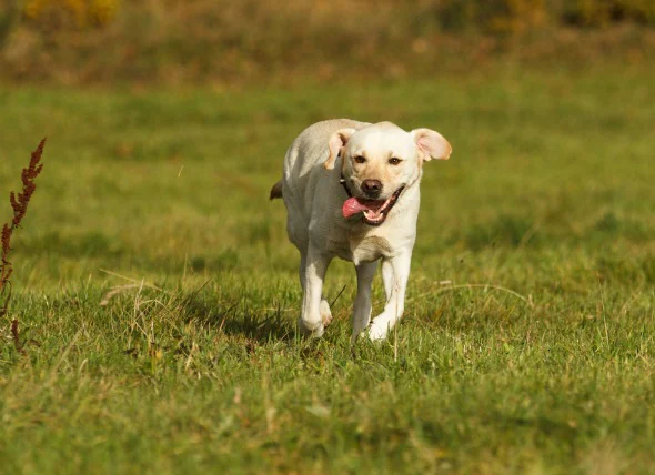 Effondrement pendant l’exercice chez les labrador retrievers