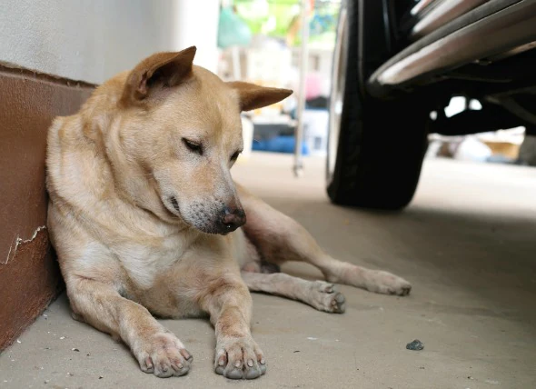 Empoisonnement à l’antigel chez les chiens