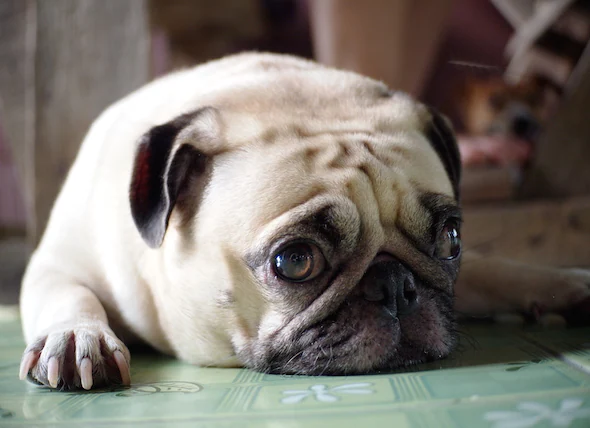 Empoisonnement à l’éthanol chez le chien