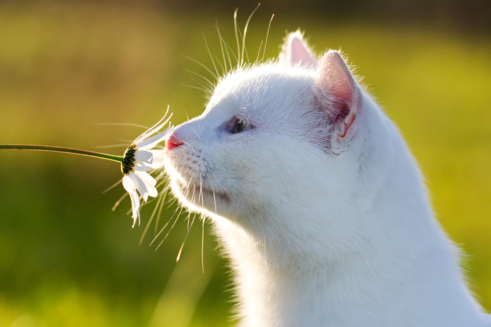 Empoisonnement au lys chez le chat