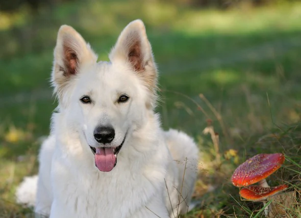 Empoisonnement aux champignons, aux moisissures et aux levures chez les chiens