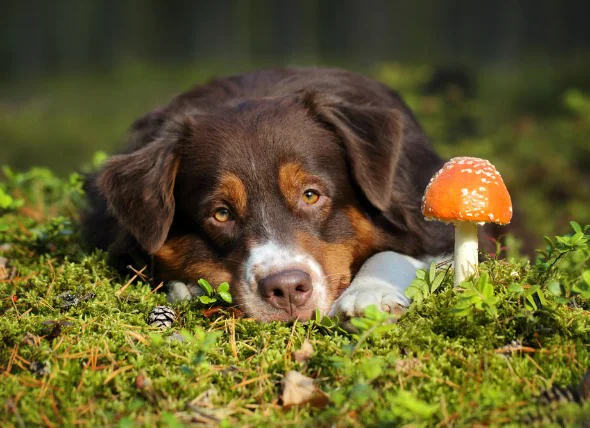 Empoisonnement aux champignons chez les chiens