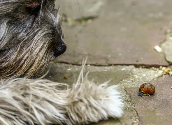 Empoisonnement des chiens par des appâts d’escargots ou de limaces