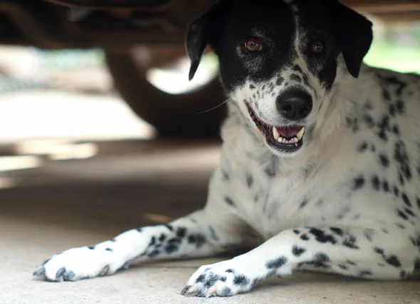 Empoisonnement par des produits pétroliers chez le chien