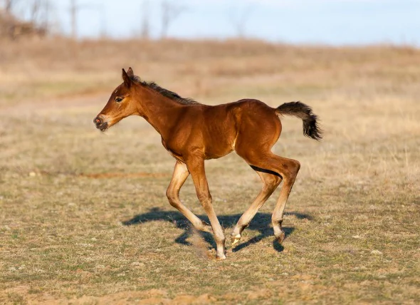 Épiphysite chez le cheval