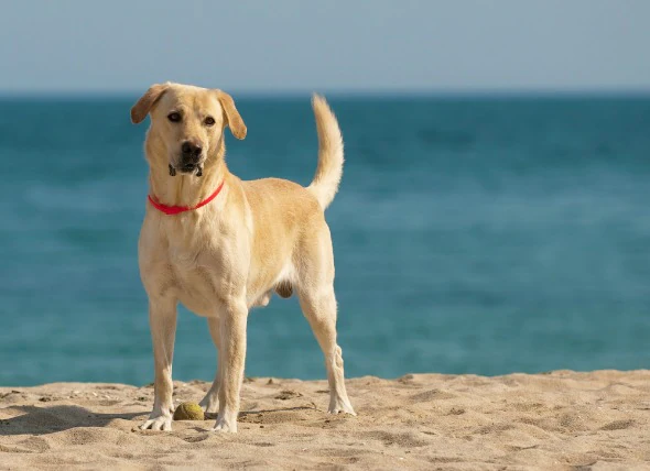 Érosion du cartilage articulaire chez le chien