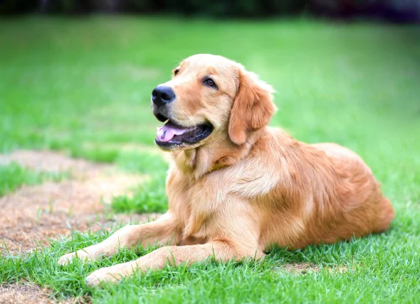 Éruption cutanée due à un contact avec des irritants chez le chien