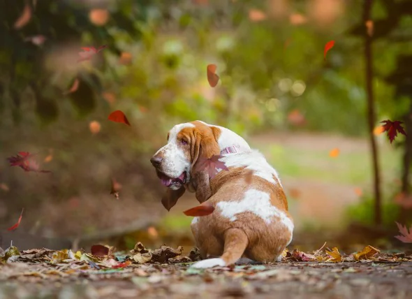 Excès de calcium dans le sang chez le chien