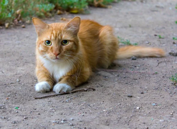 Excès de calcium dans le sang chez les chats