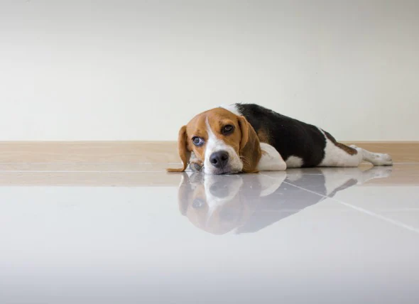 Excès de magnésium dans le sang chez le chien