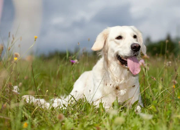 Excès de phosphore dans le sang chez le chien