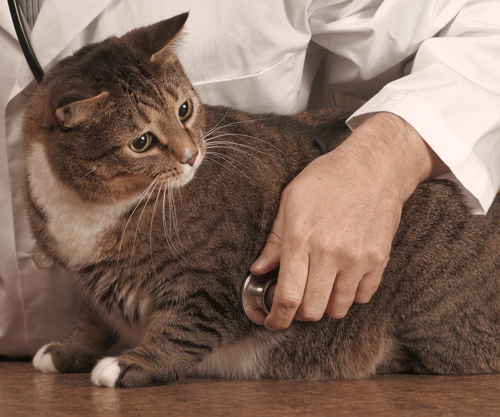 Excès de protéines dans l’urine du chat