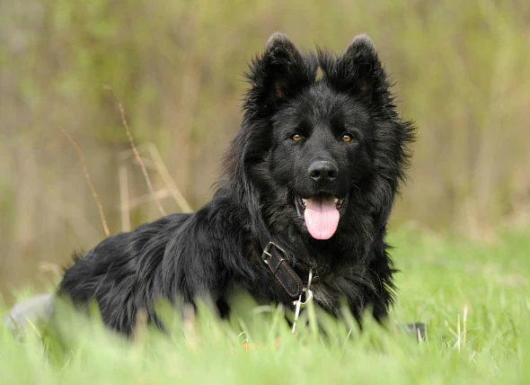 Excès de sodium dans le sang chez le chien