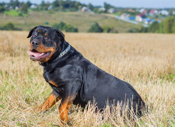 Faible taux d’albumine sanguine chez le chien