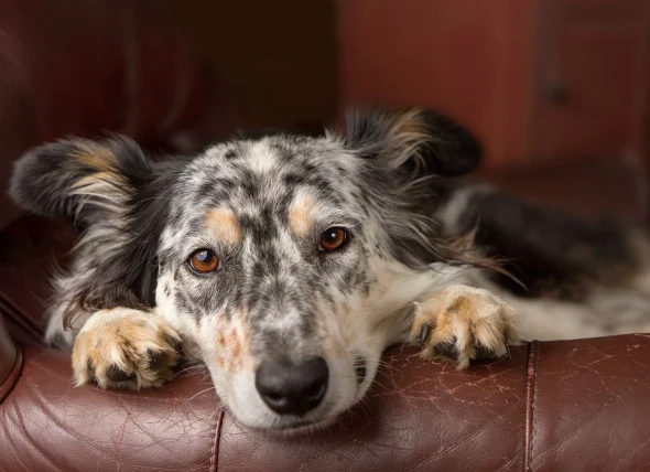 Faible taux de plaquettes chez le chien