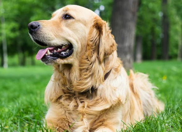 Faible taux d’oxygène sanguin chez le chien