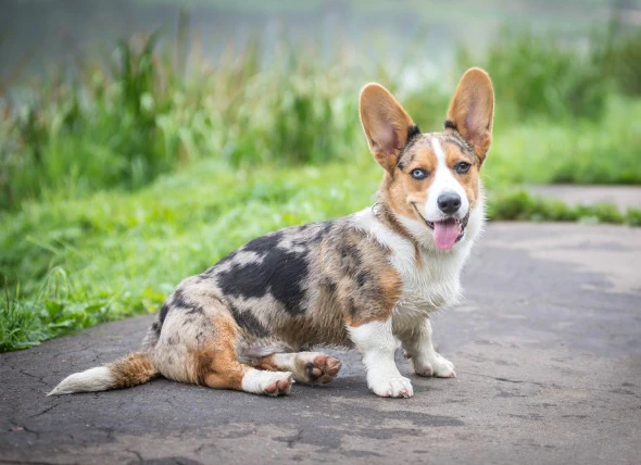 Faiblesse du système immunitaire due à une maladie héréditaire chez le chien