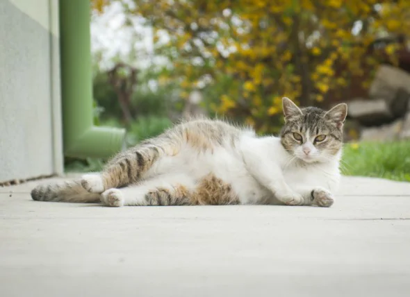 Fausse couche chez les chats