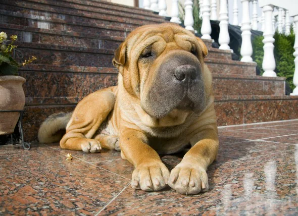 Fièvre familiale du Shar-Pei