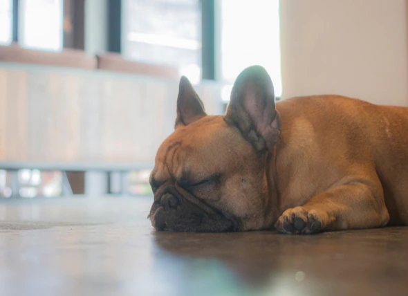 Fistule hépatique chez le chien