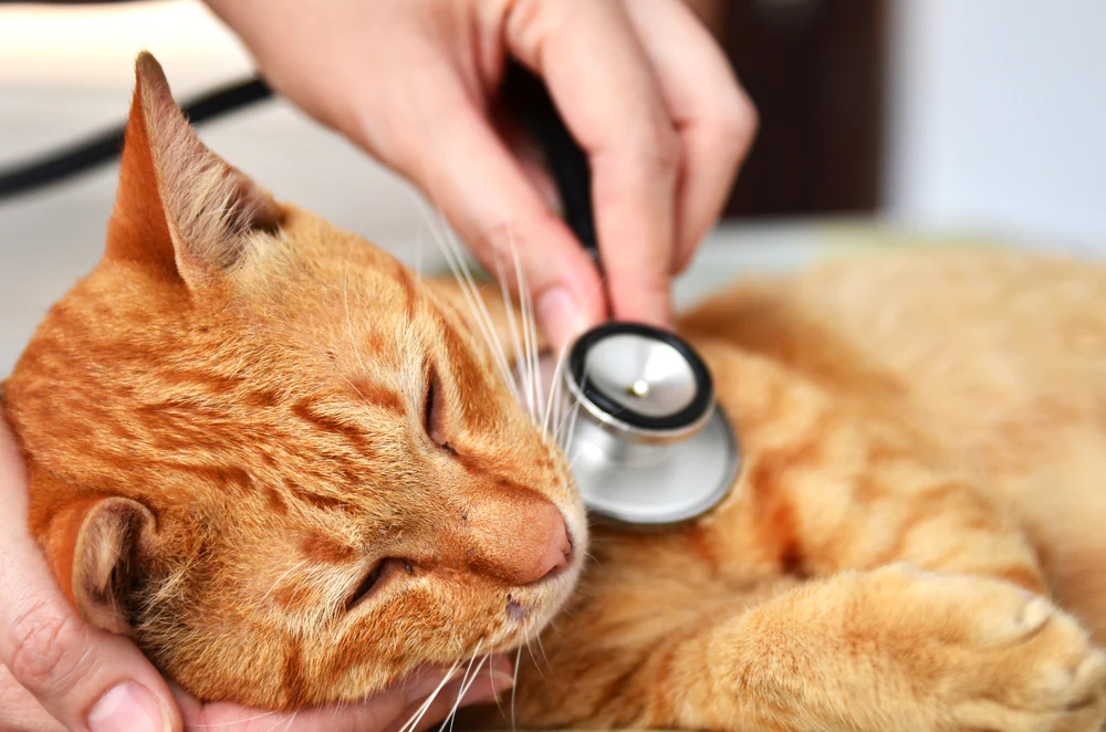 Formation d’une cavité sous la dent chez les chats