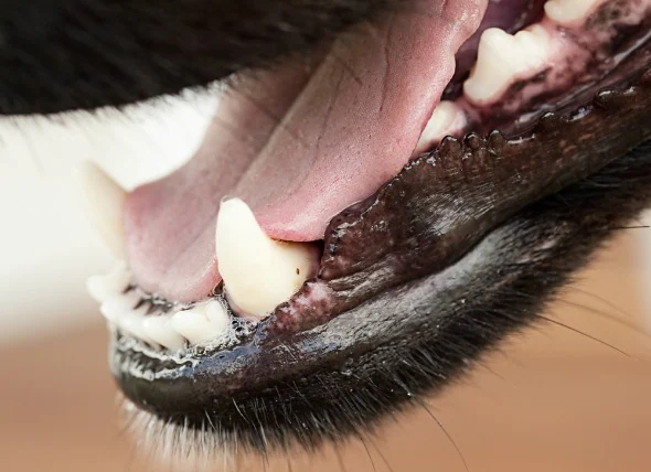 Formation d’une cavité sous la dent chez les chiens