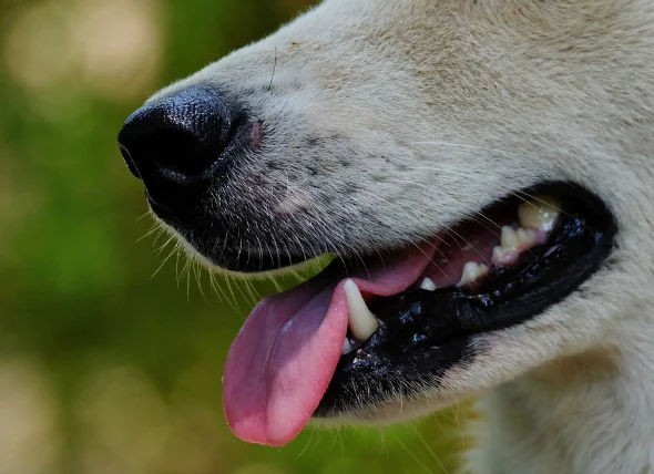 Gonflement de la glande salivaire chez le chien