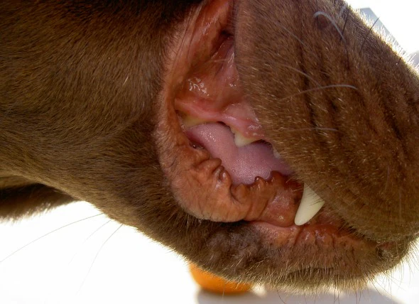 Gonflement des gencives chez le chien