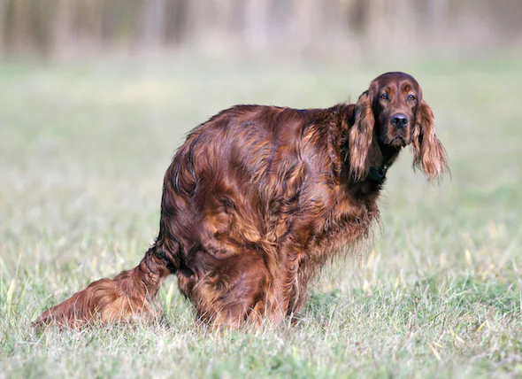 Grippe intestinale avec diarrhée sanglante chez le chien