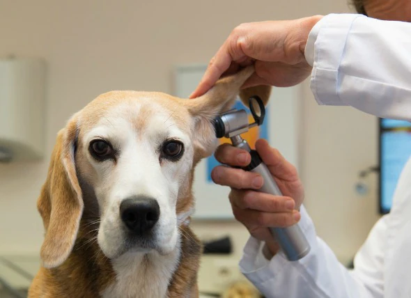 Hématome auriculaire chez le chien