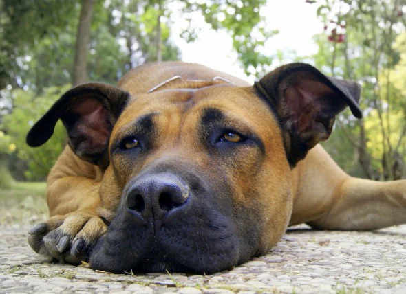 Hématome sur les chiens